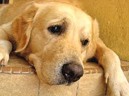 Stresses and strains suffered by dogs when they are left alone all day